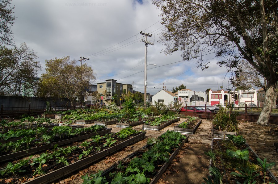 urban farming, oakland, city slicker farms