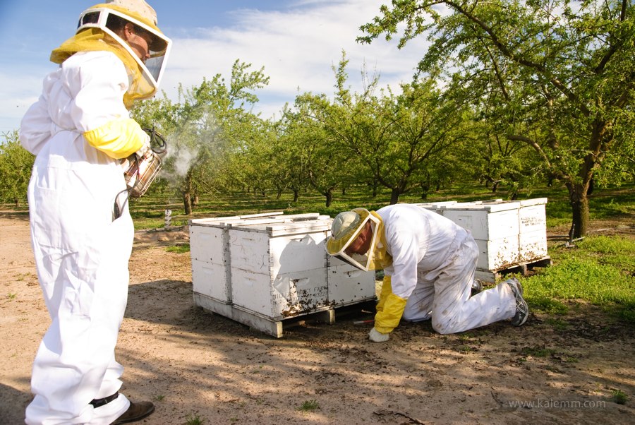 beekeeping, farming, orchards, California