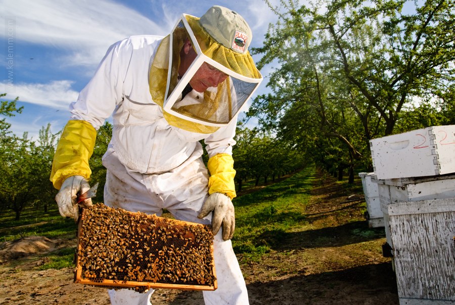 A beekeeper in full protective gear inspects one of his beehives in an almond orchard in California.