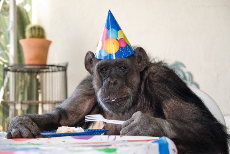celebrity ape Cheeta, supposedly Tarzan’s Hollywood friend, eating his birthday cake at home in Palm Springs, California