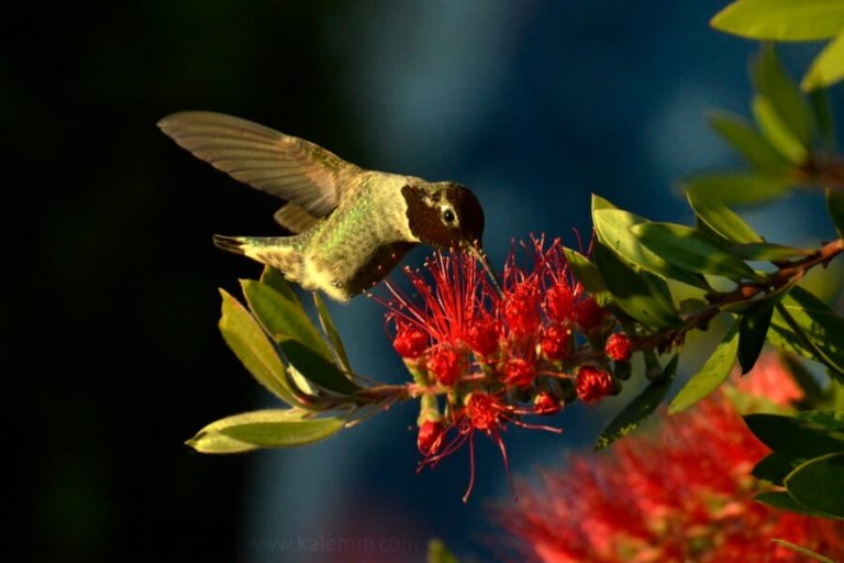 a hummingbird buzzes around a Callistemon tree in San Francisco