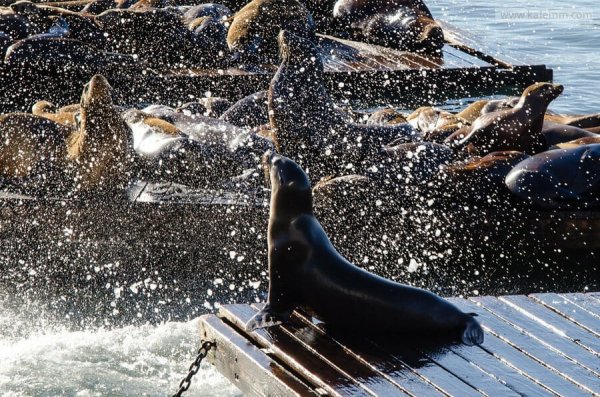 rivaling sea lions at San Francisco’s Pier 39