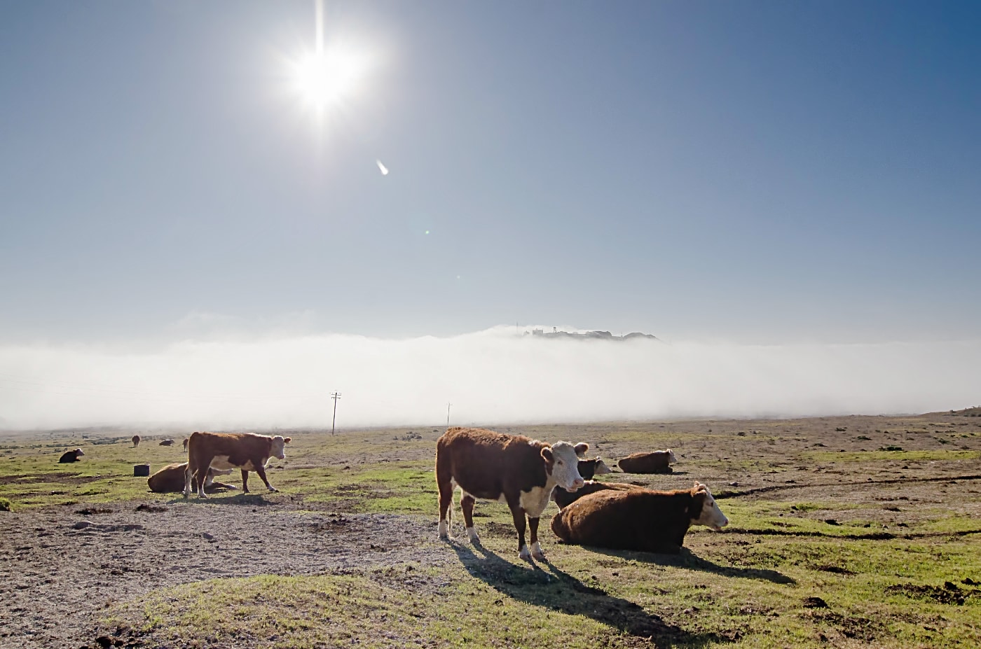 Kühe auf der Wiese im Sonnenschein, cows grazing in bright daylight