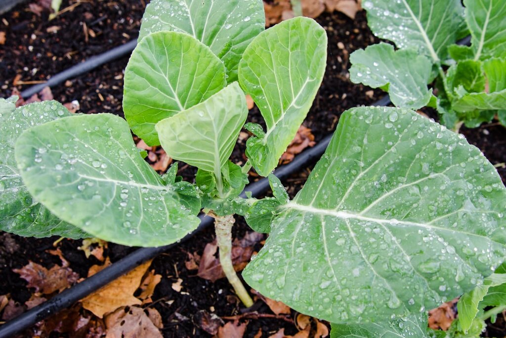 Healthy soil can store lots of carbon dioxide