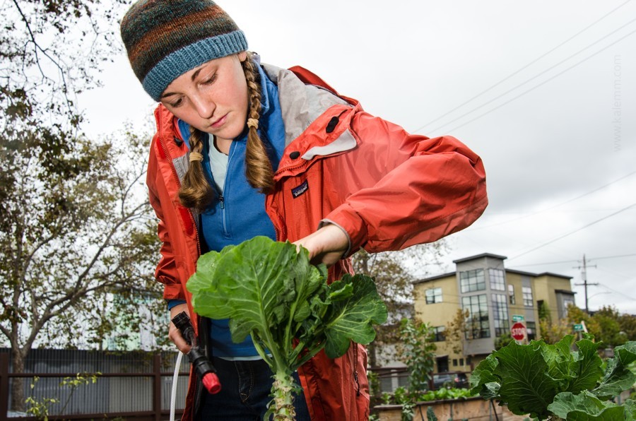 urban farming volunteer in Oakland, California