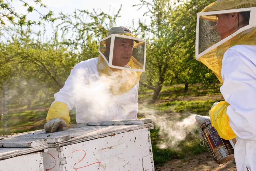 beekeeper, smoke, orchards, beekeeping
