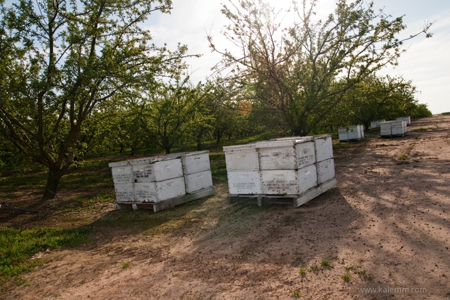 beehives, beekeeping, almond trees