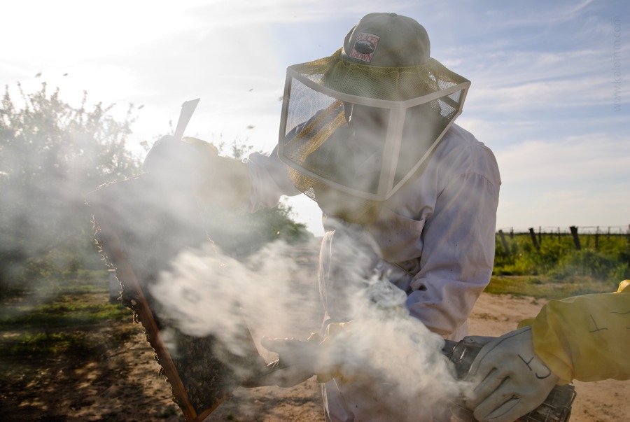 beekeeper, smoke, inspect, beehive